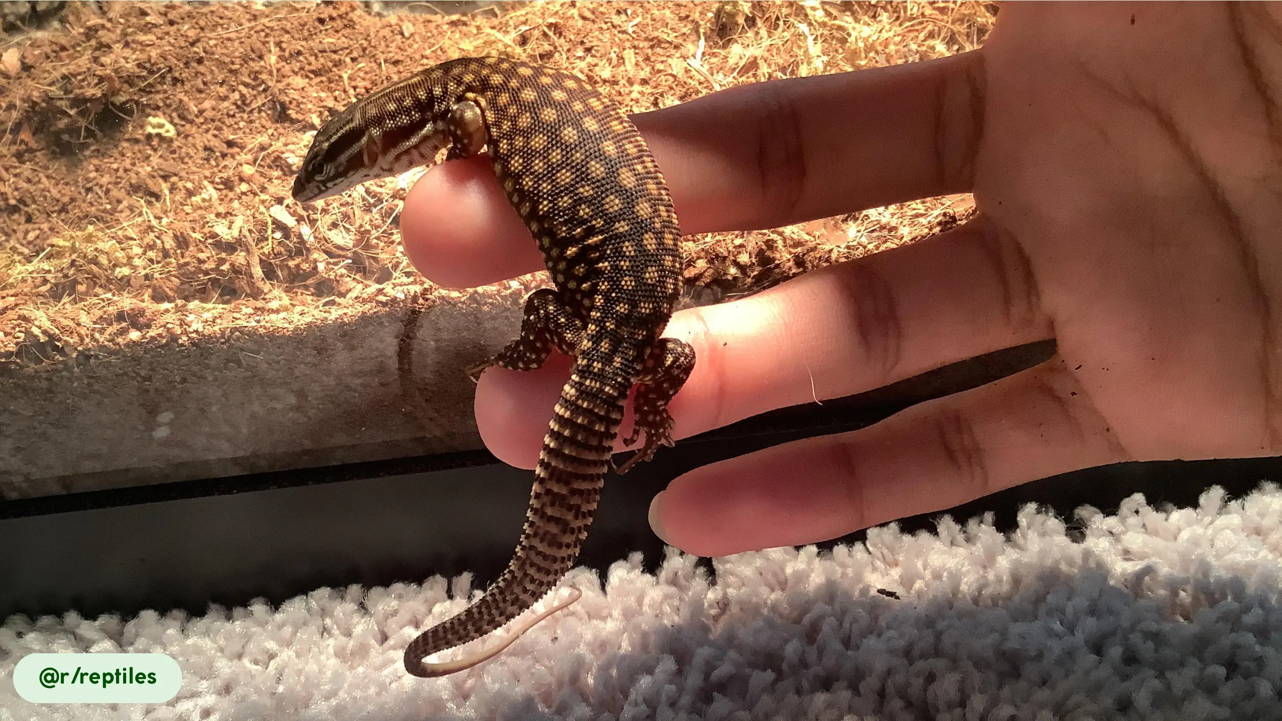 Ackie Monitors sleep vertically for safety