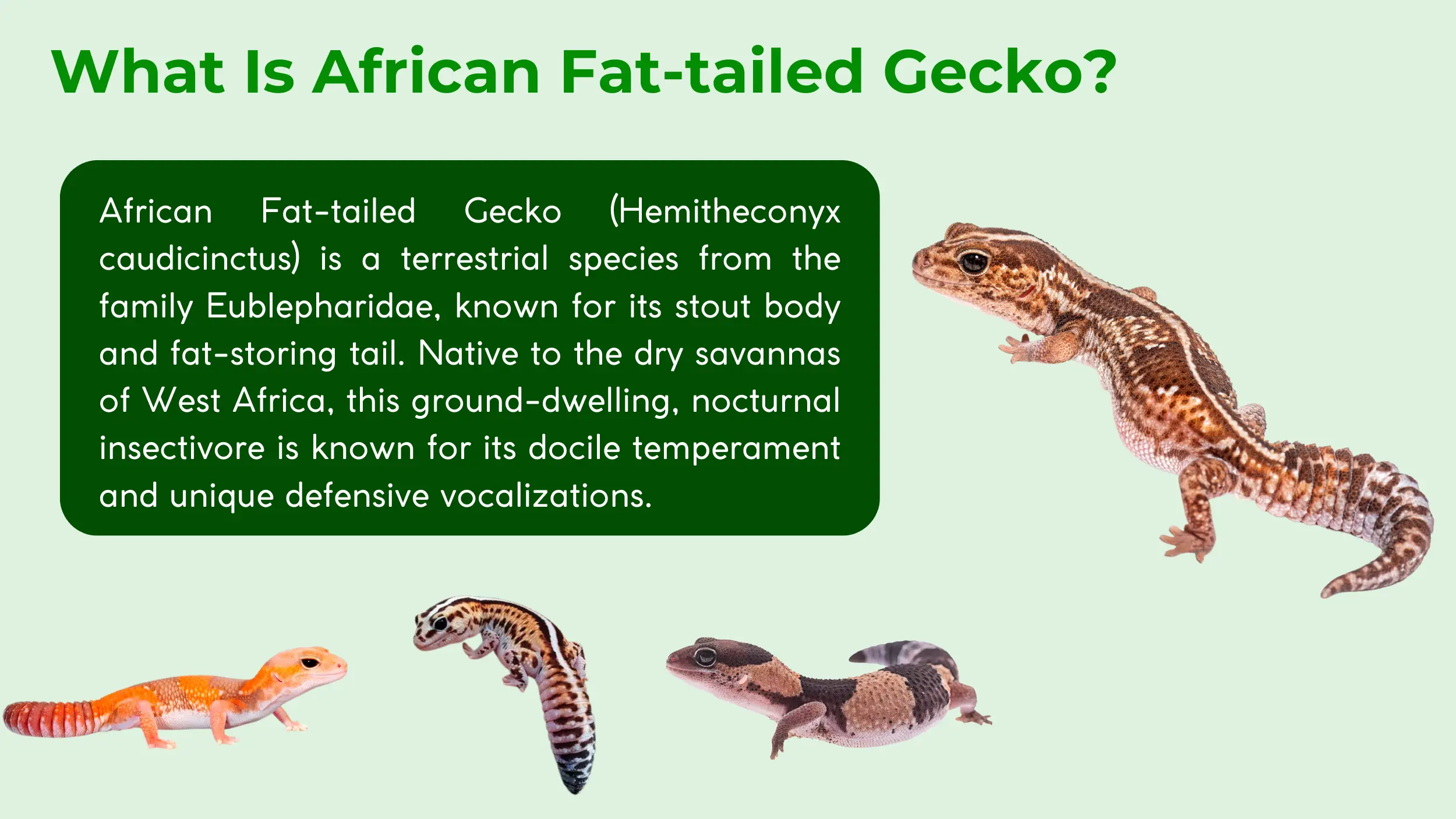 african fat-tailed gecko from the Eublepharidae family