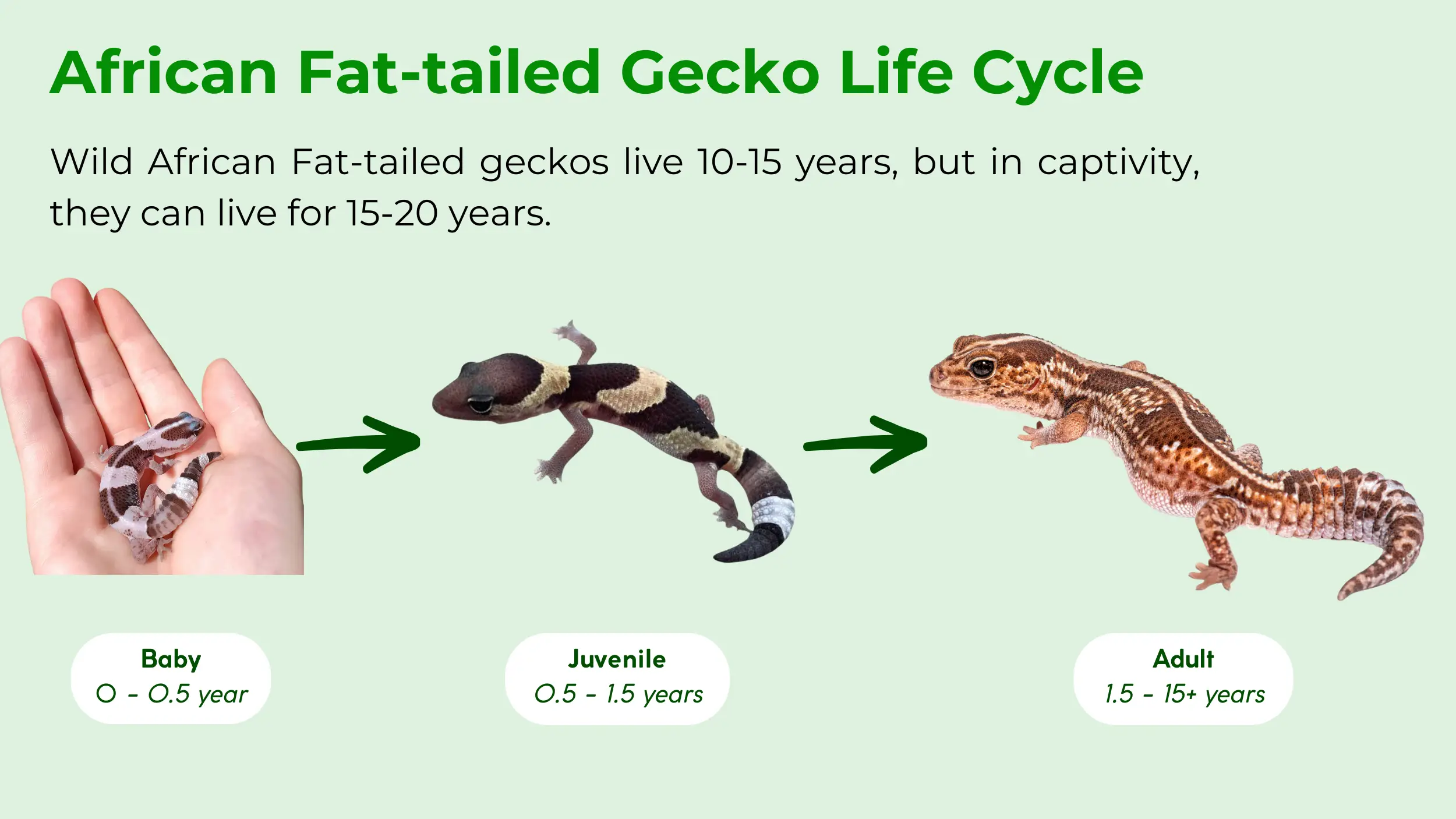 african fat tailed gecko life cycle