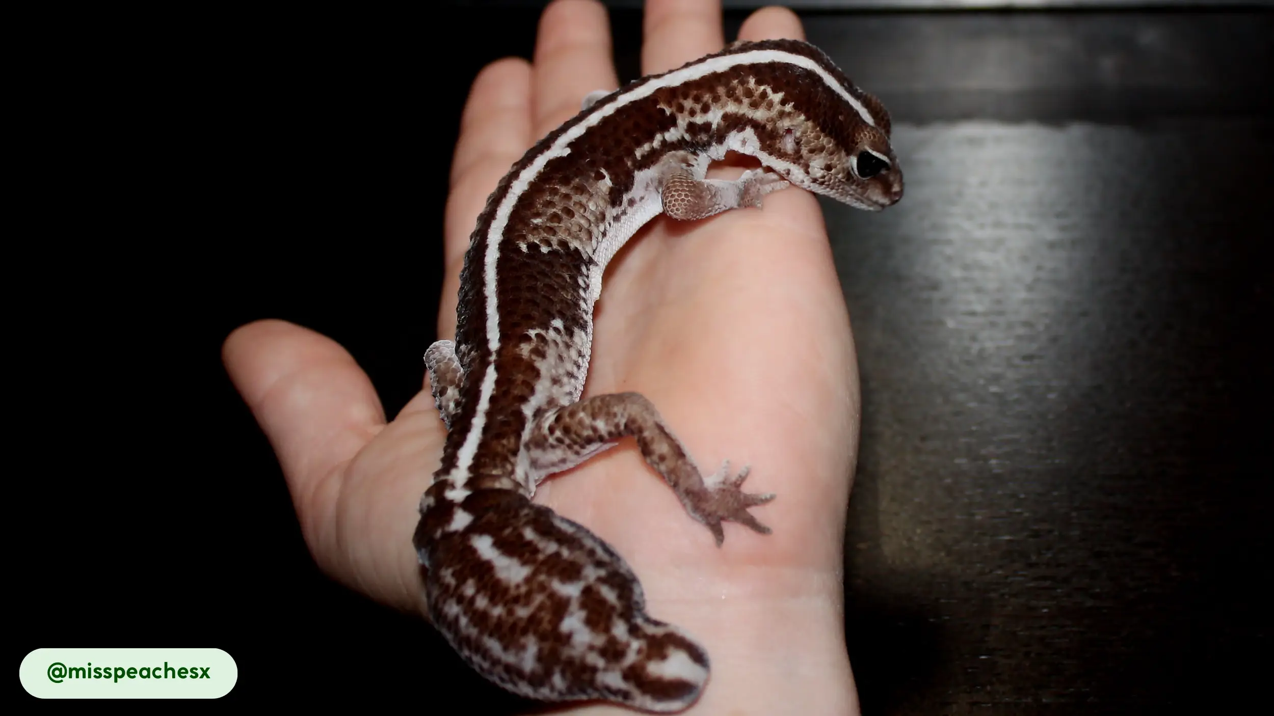 african fat tailed geckos are not considered harmful to humans