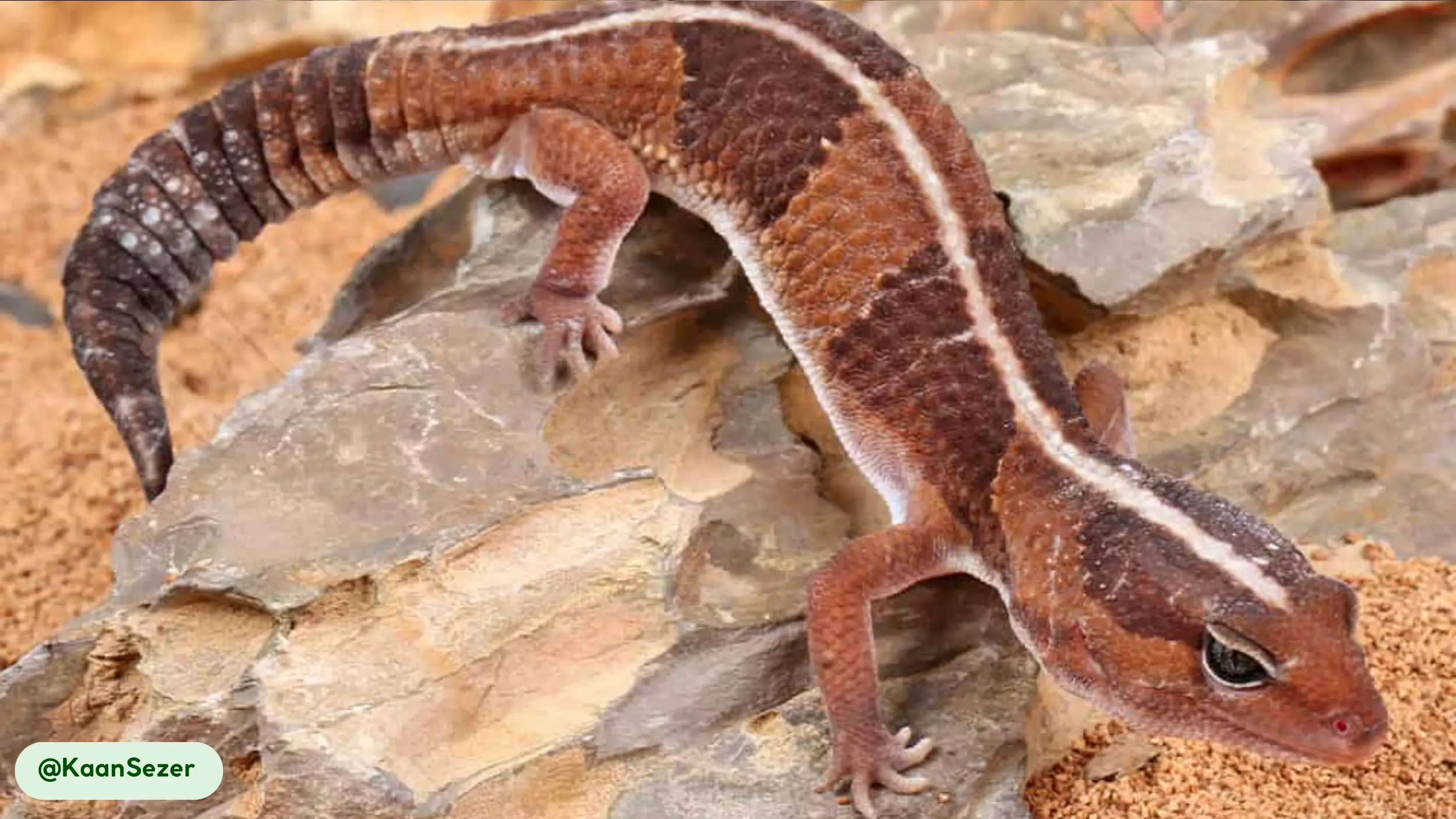 african fat tailed geckos are strictly nocturnal