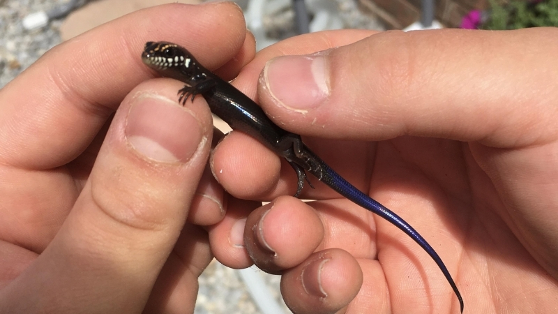 are great plains skink beneficial to humans
