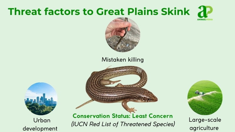 are great plains skink endangered