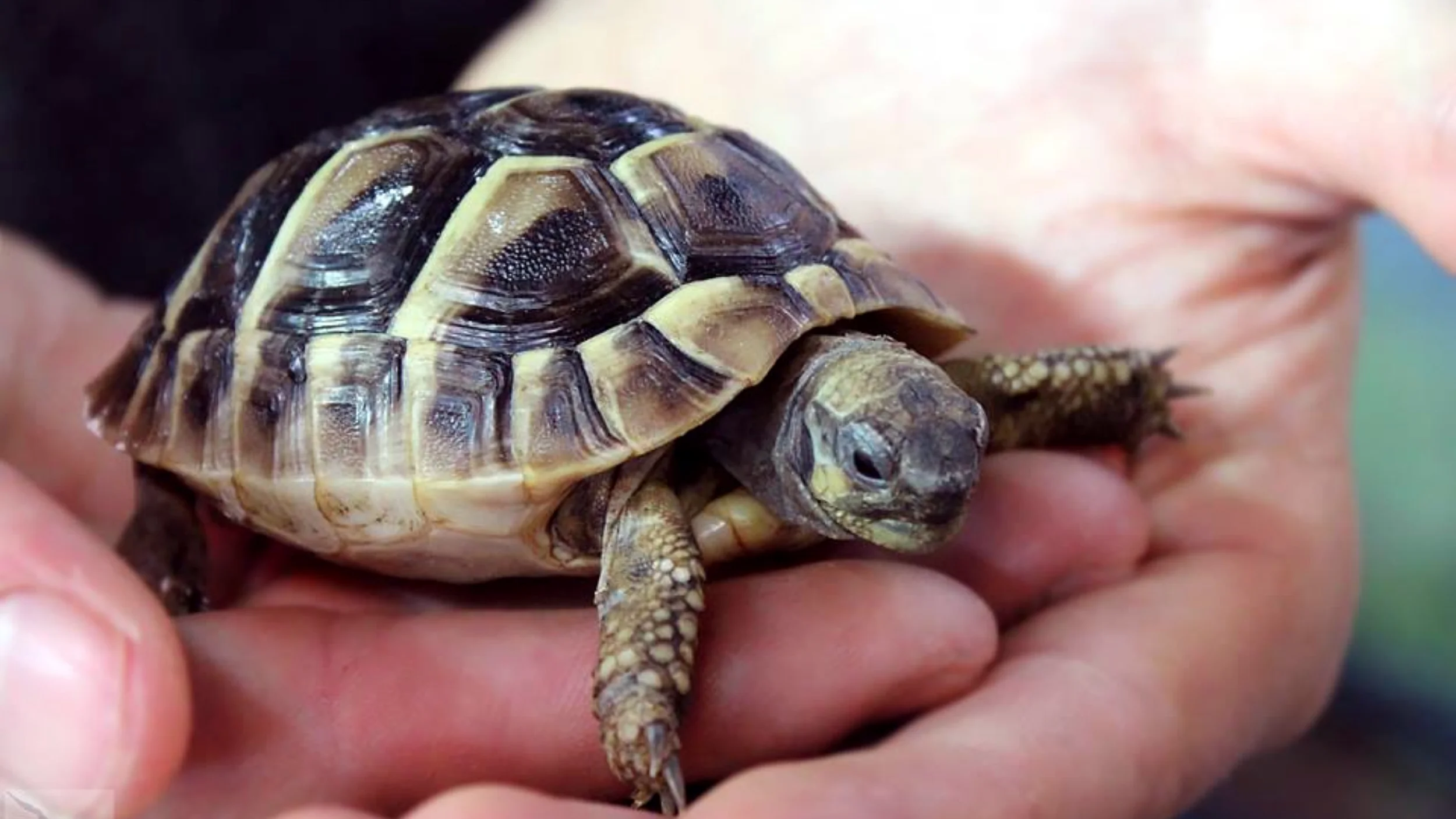 are hermann's tortoise beneficial to humans