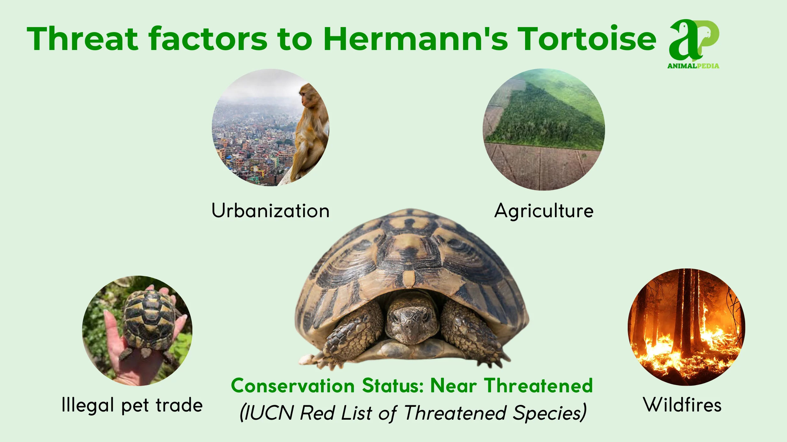 are hermann's tortoise endangered