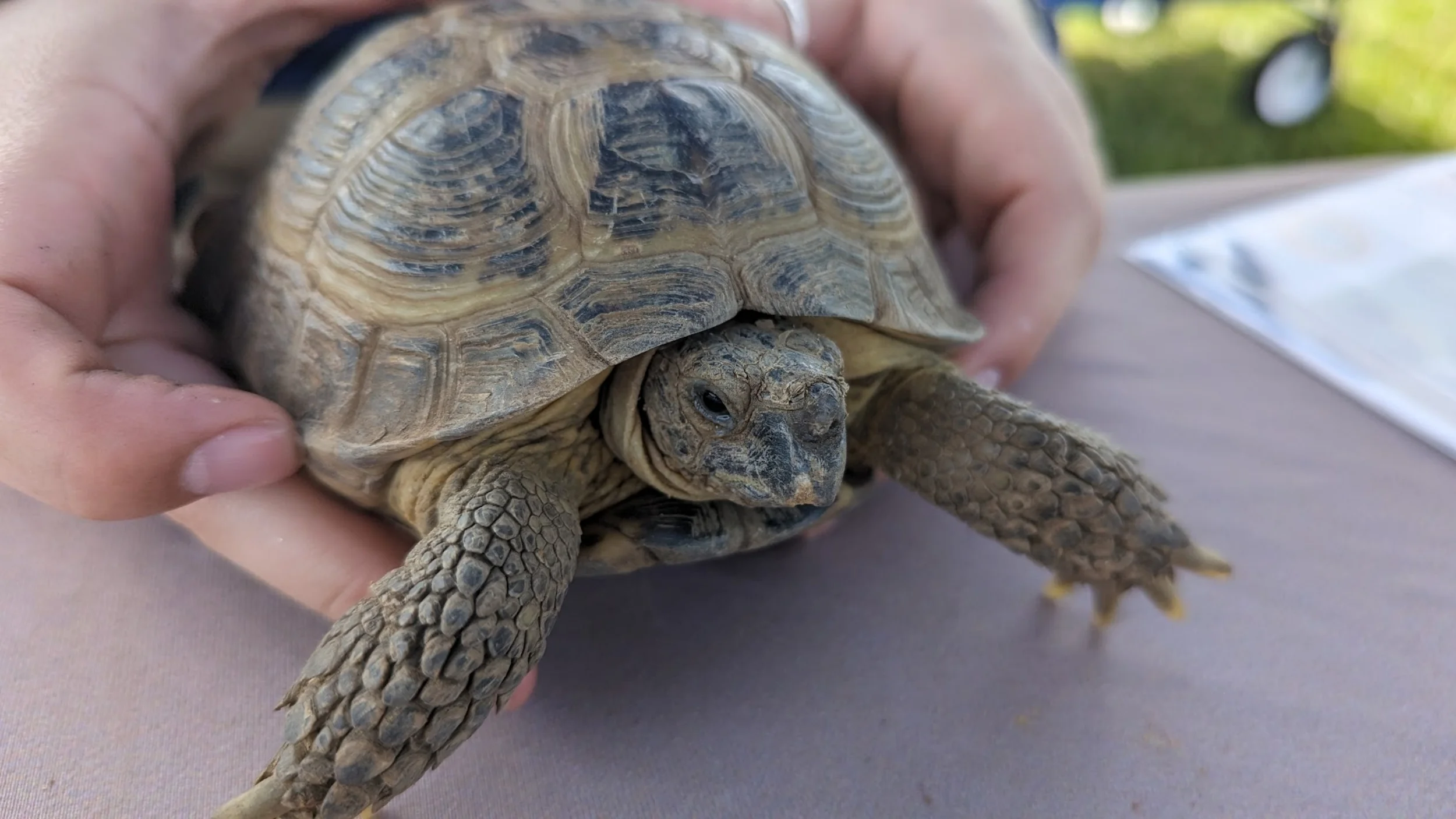 are russian tortoise beneficial to humans