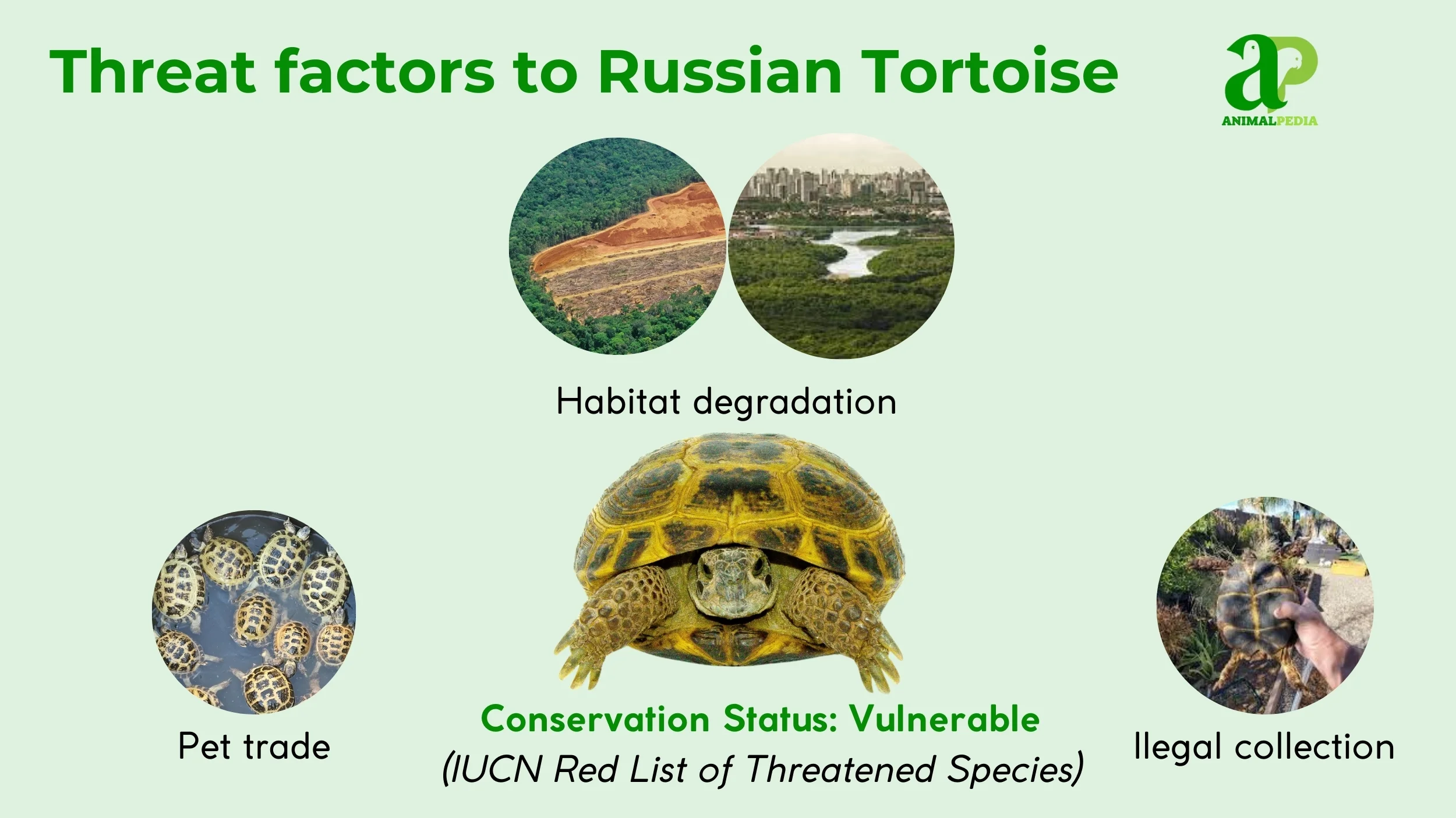 are russian tortoise endangered