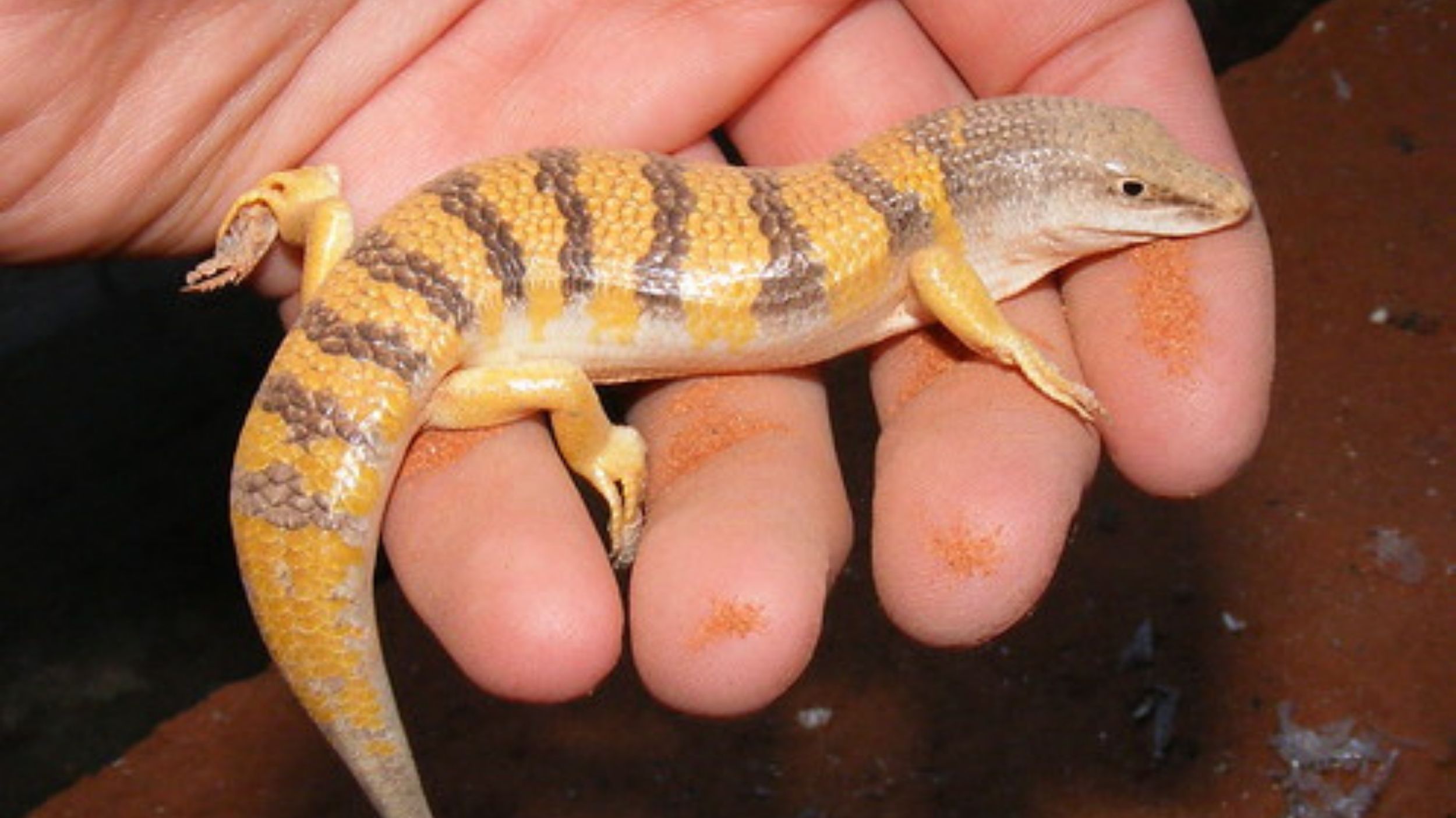 are sandfish skink beneficial to humans