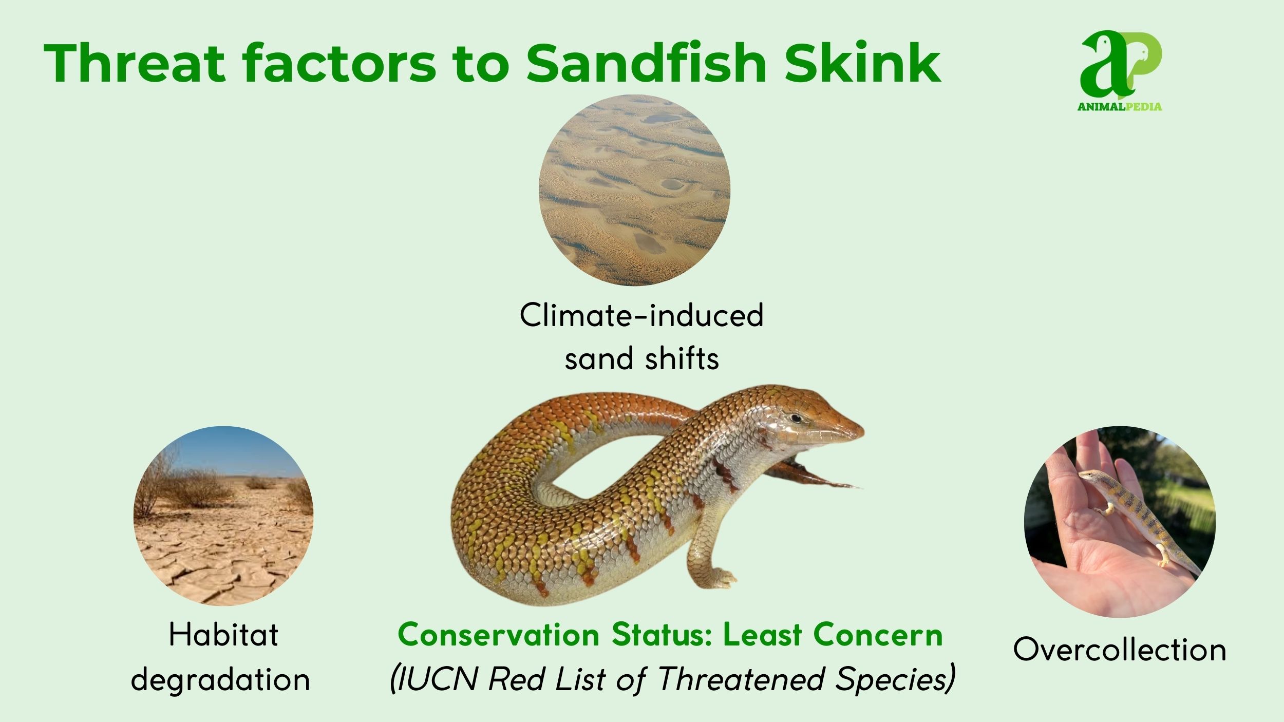 are sandfish skink endangered
