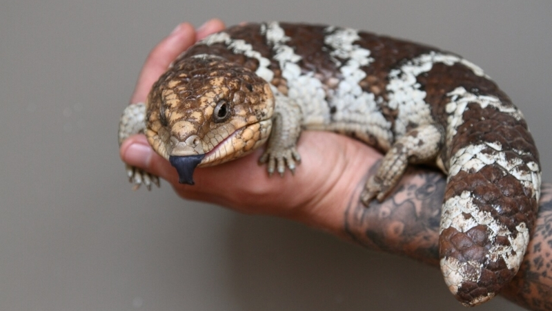 are shingleback skink beneficial to humans