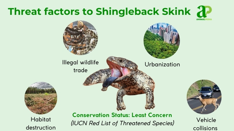are shingleback skink endangered