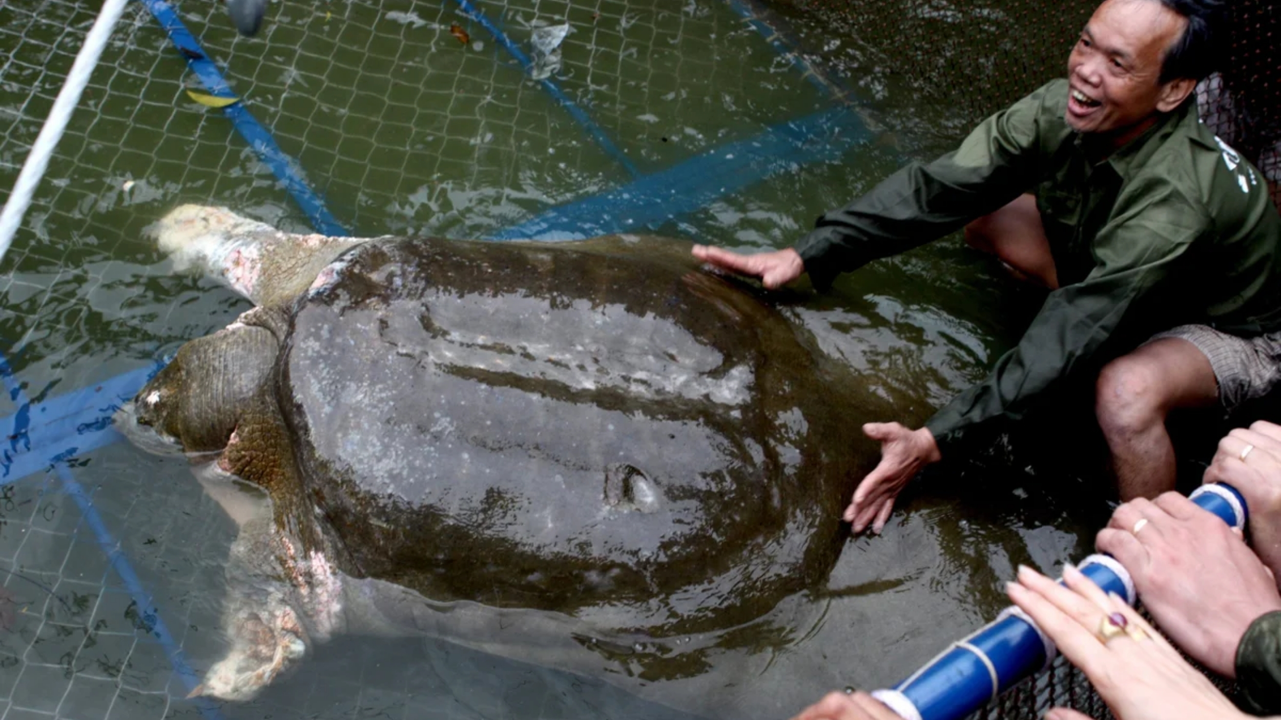 are softshell turtles beneficial to humans