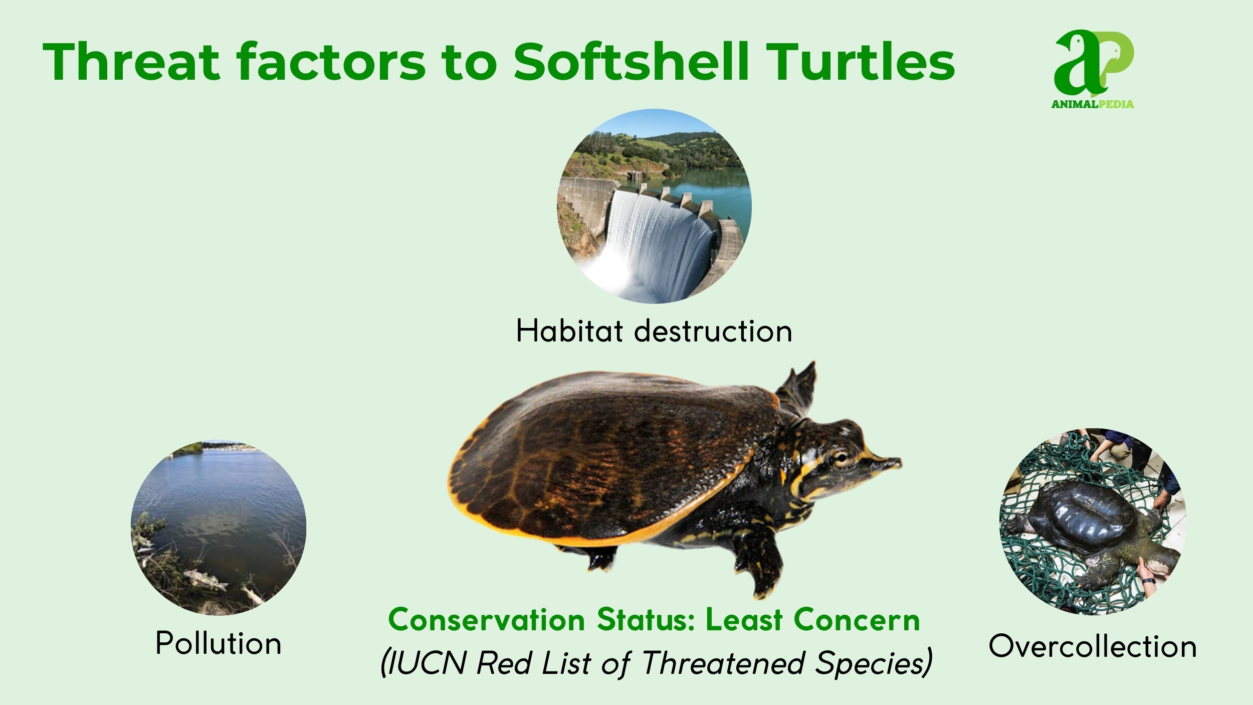 are softshell turtles endangered