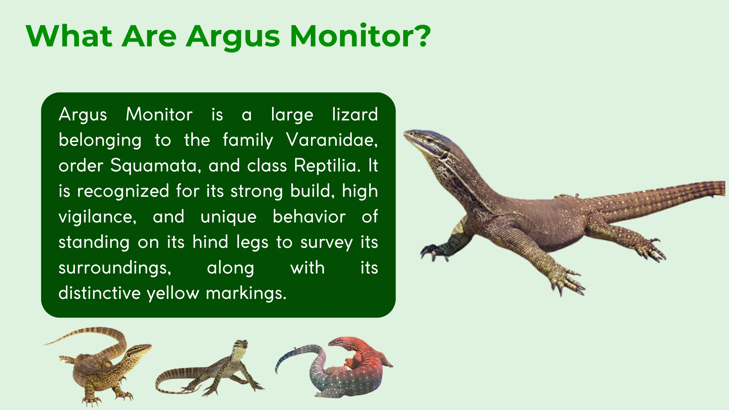 argus monitor belongs to the varanidae family