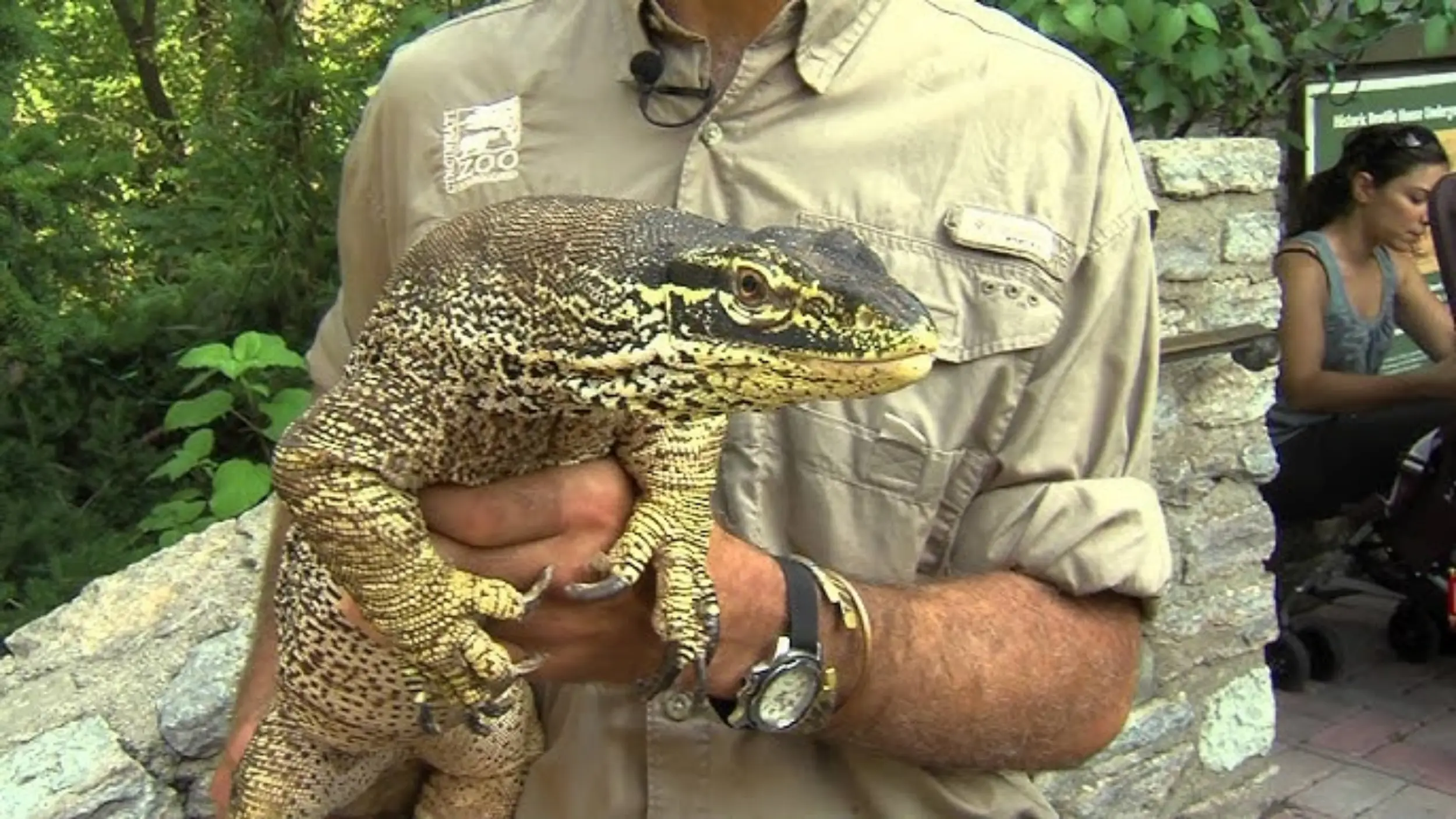 argus monitors are beneficial to humans