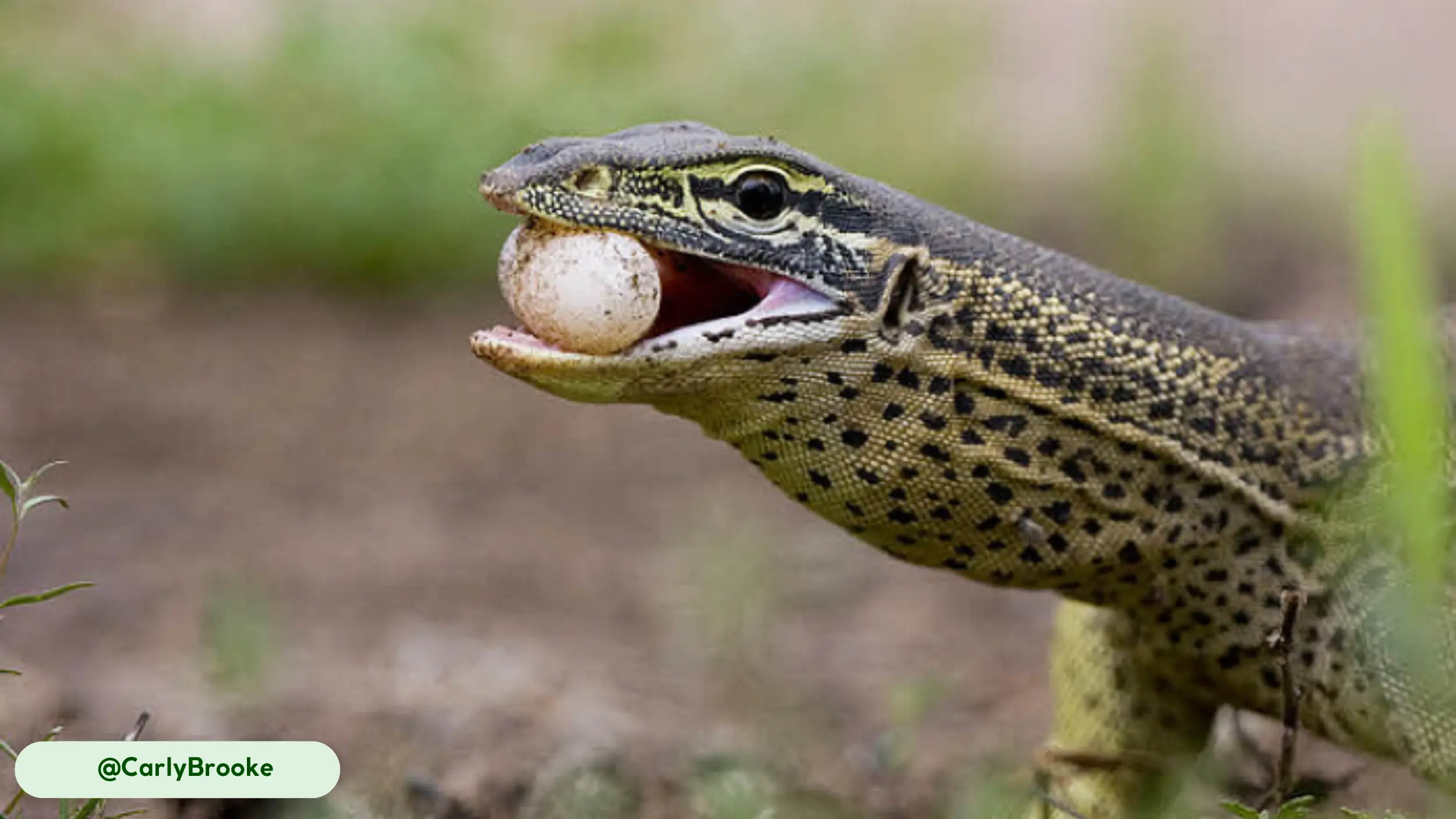 Argus Monitors eat small vertebrates and larger eggs