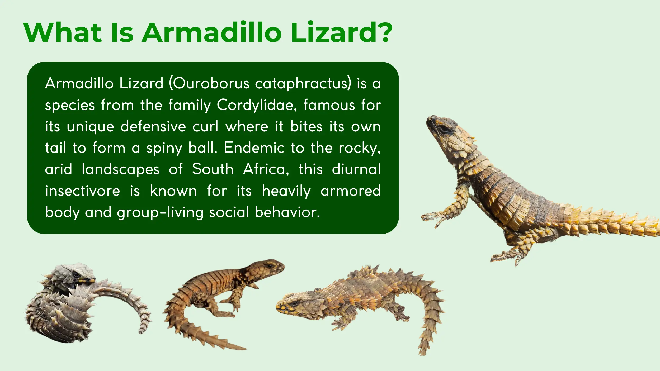 armadillo lizard from the family cordylidae