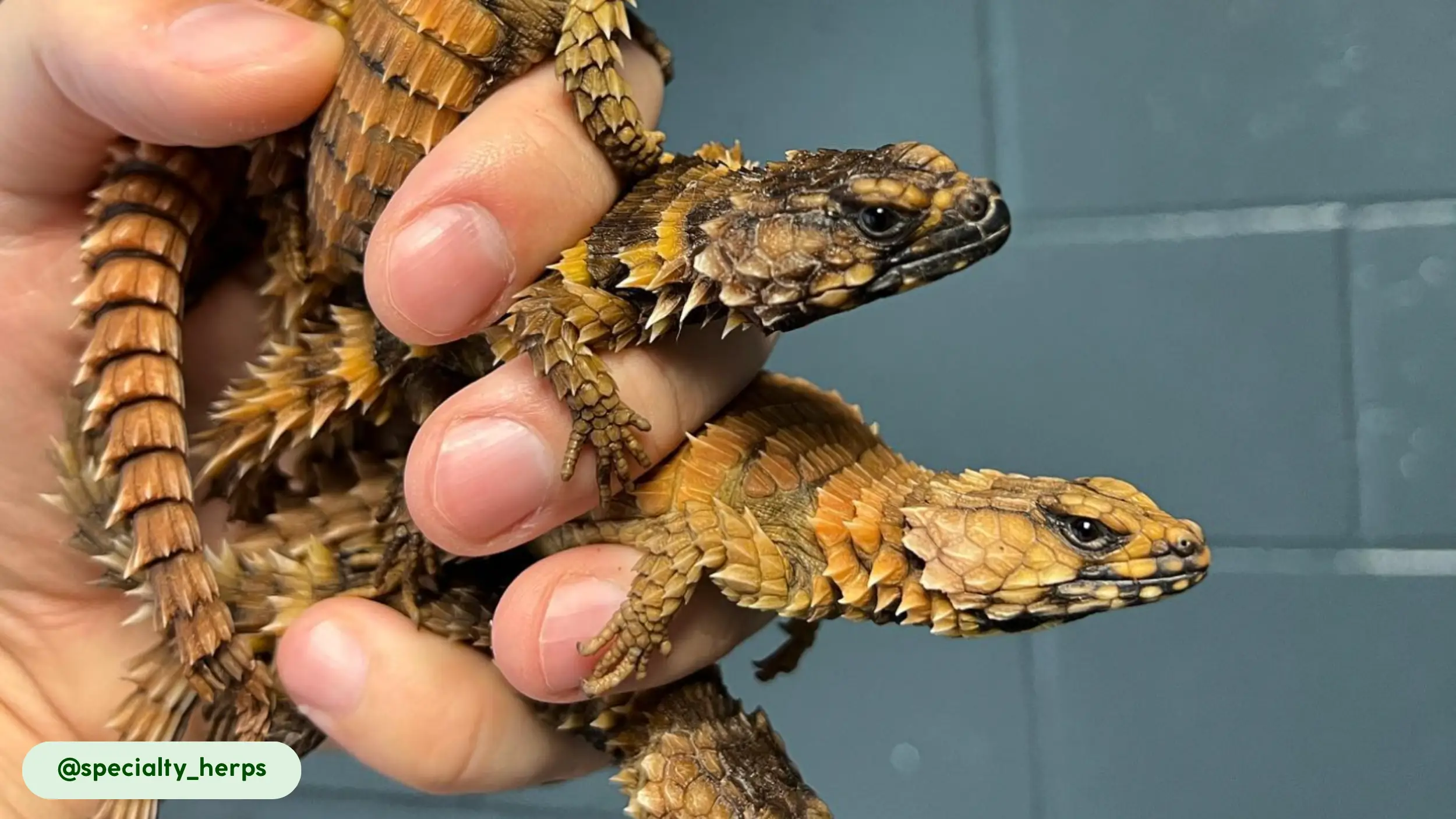 armadillo lizards control termites but are threatened by collection