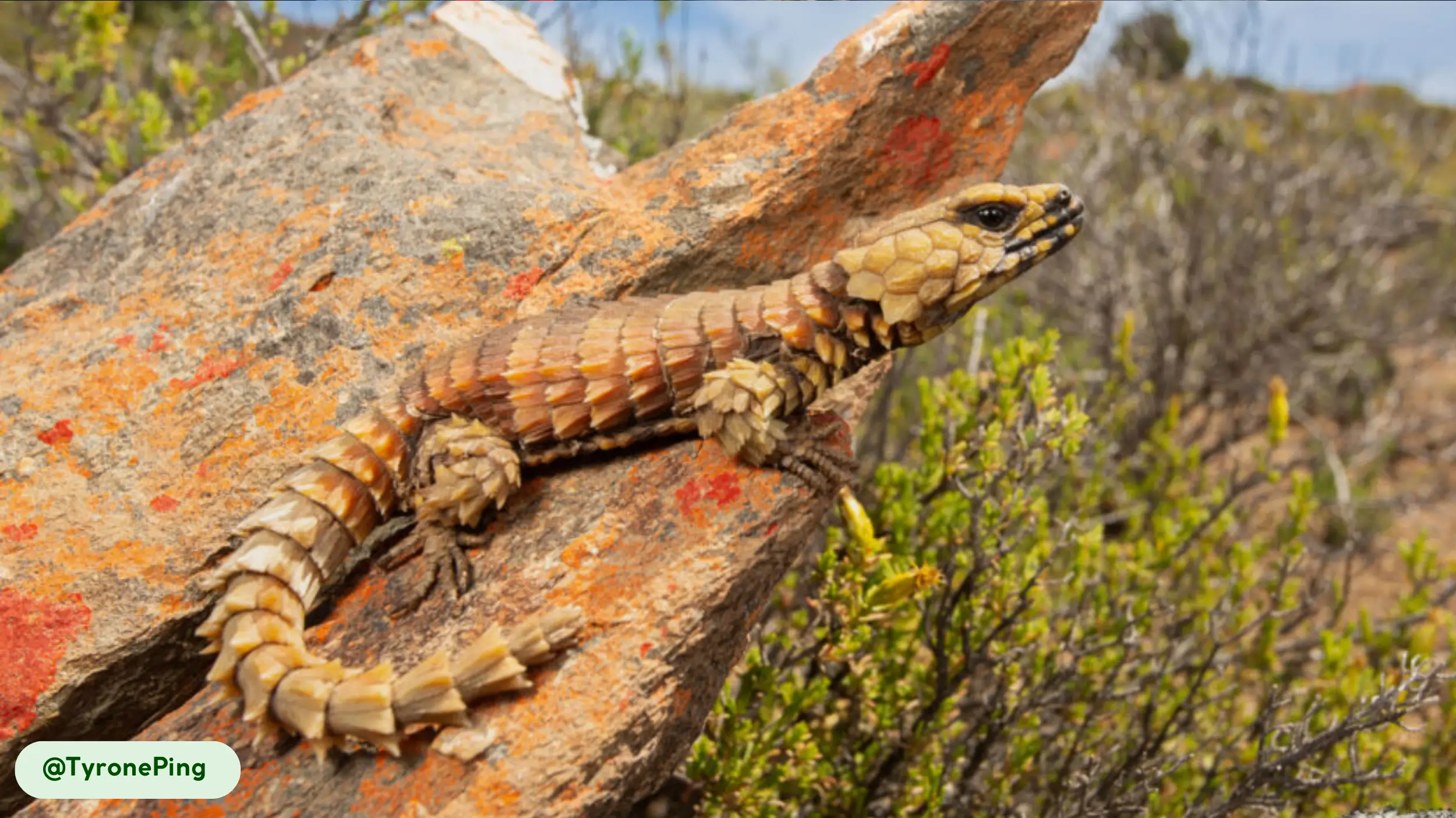 armadillo lizards daily cycle is tied to the sun