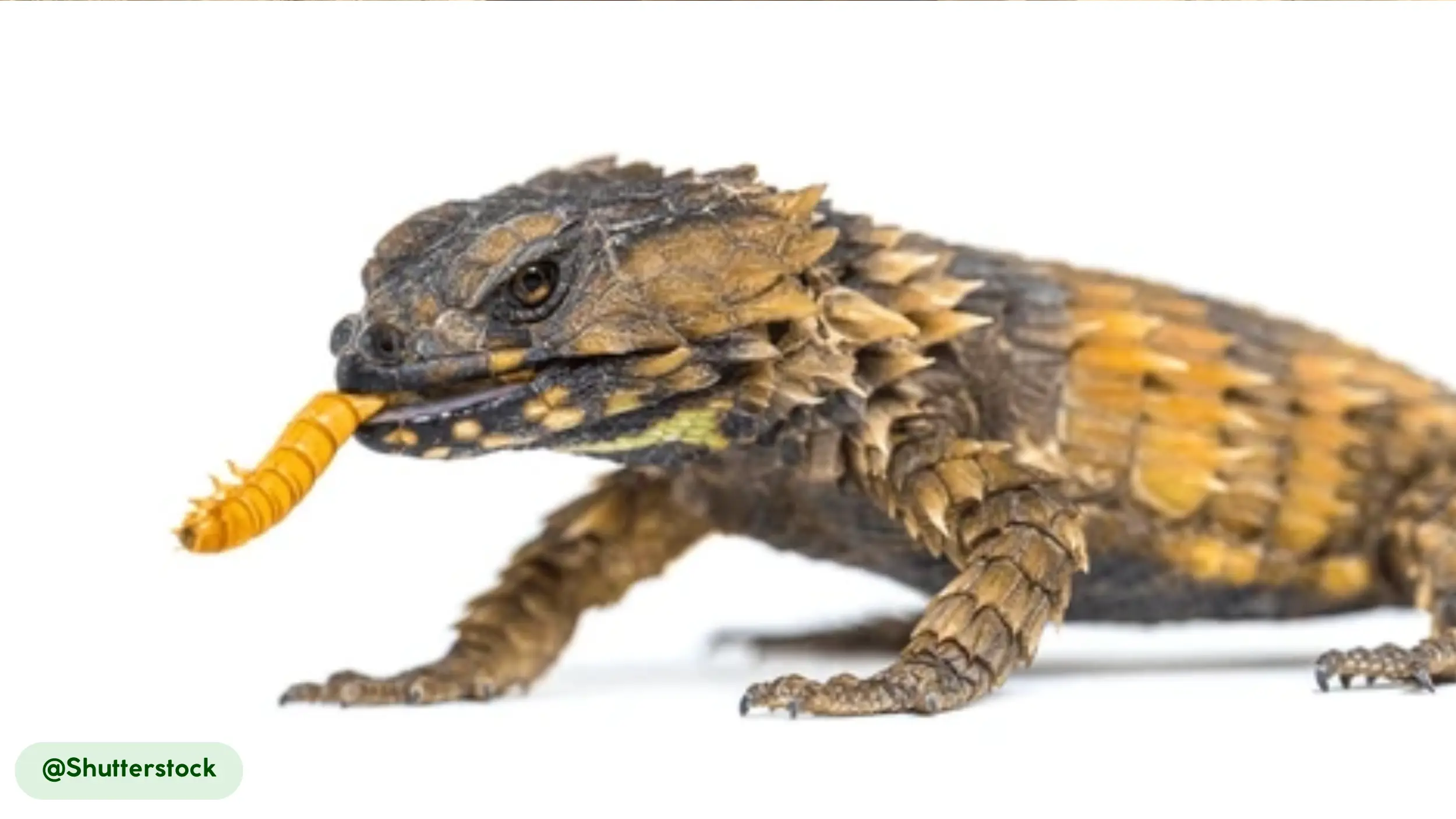 Armadillo lizards eat termites almost exclusively