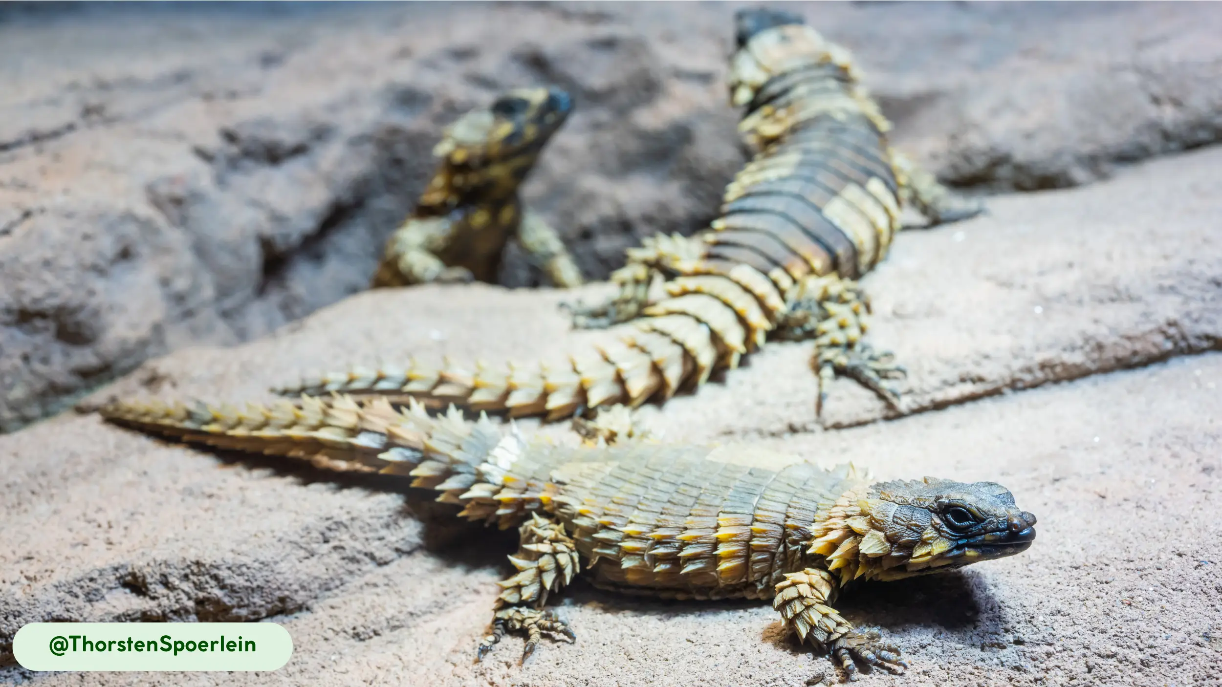 Armadillo lizards are social, sharing dens for safety and warmth