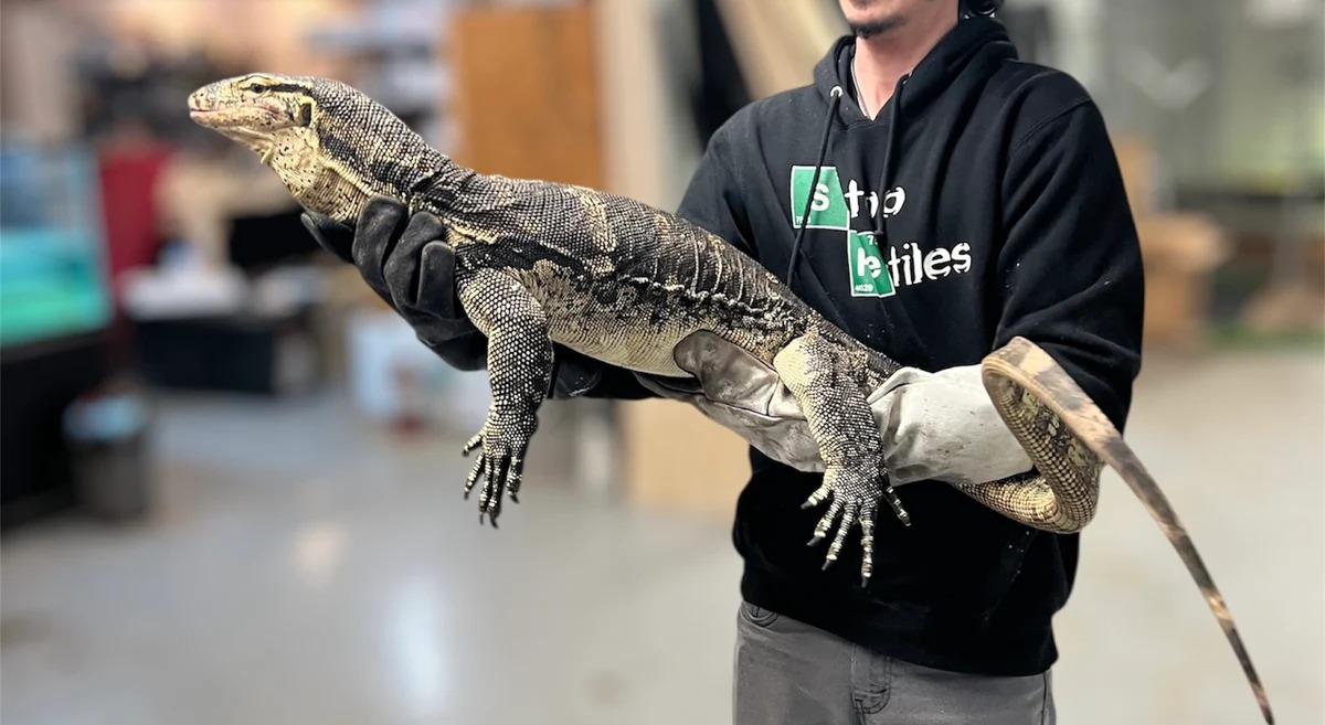 asian water monitor benefits human