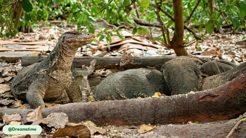 asian water monitor cooperative hunting tactics