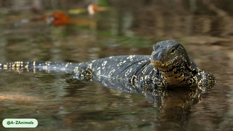 asian water monitor has an impressive capacity to remain submerged