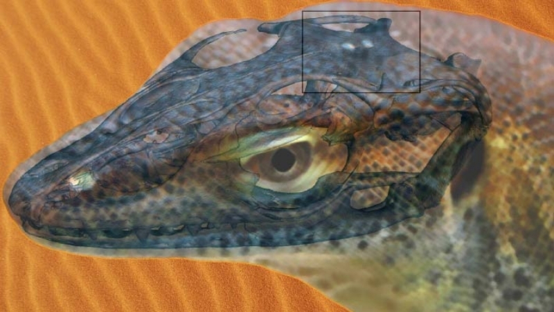 asian water monitor have a parietal third eye
