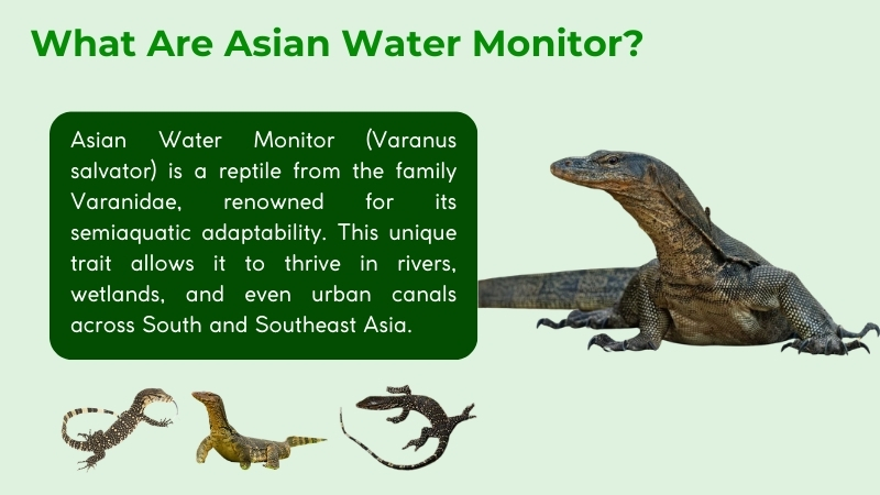 asian water monitor is a reptile from varanidae family
