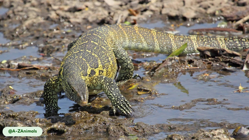 asian water monitor possesses an innate antibacterial defenses