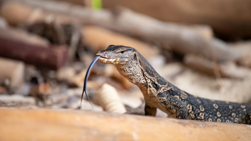 asian water monitor are diurnal