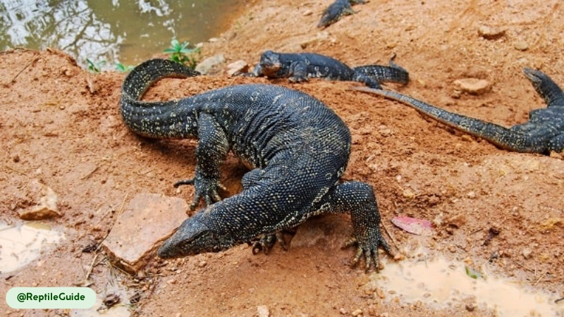 asian water monitor have high parasite diversity