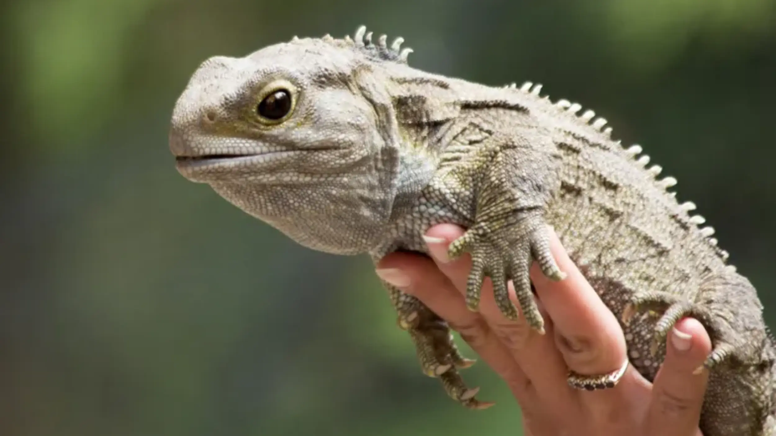 beneficial and culturally of tuatara
