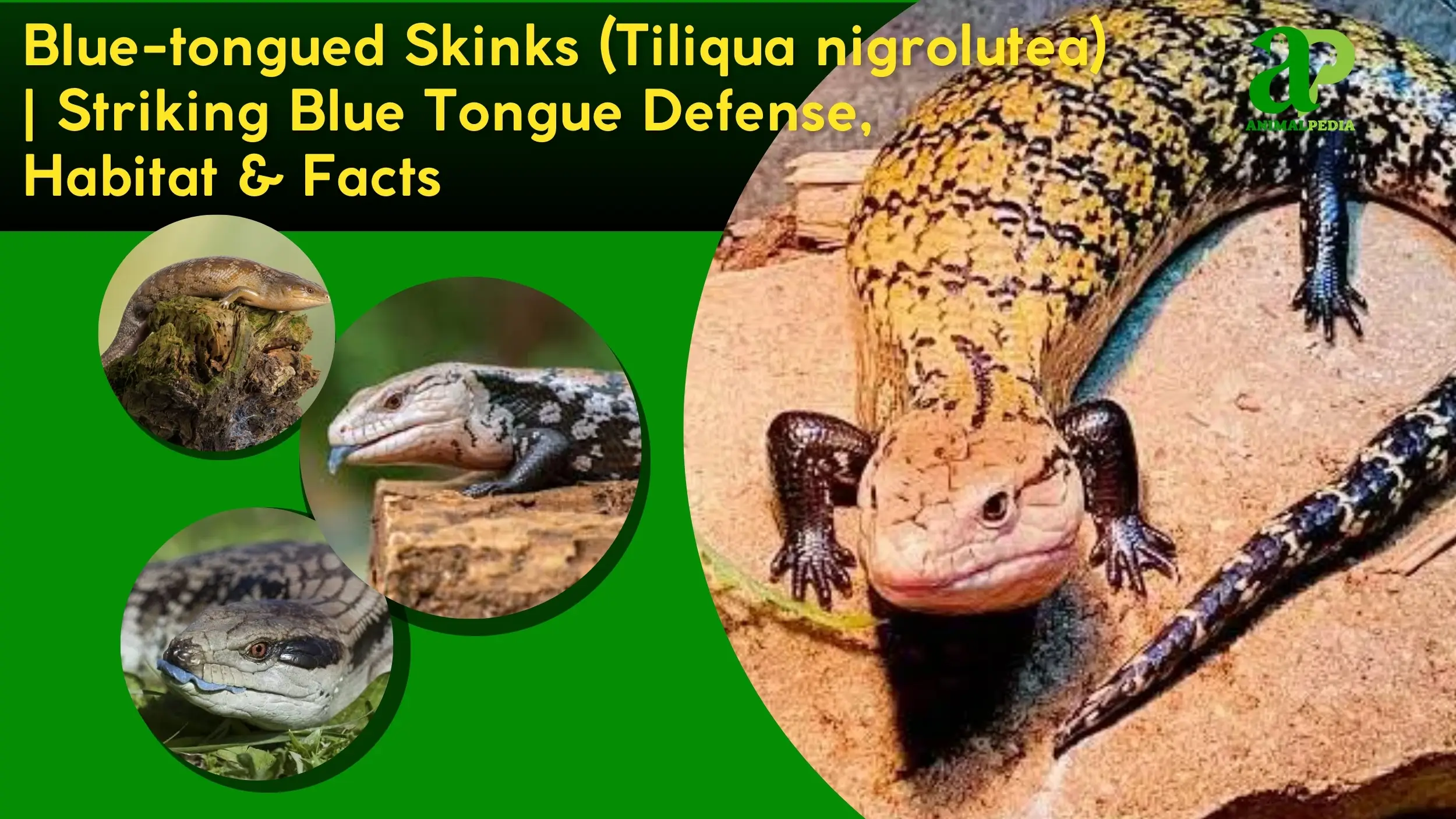 Blue-tongued Skinks (Tiliqua nigrolutea): Striking Blue Tongue Defense, Habitat & Facts