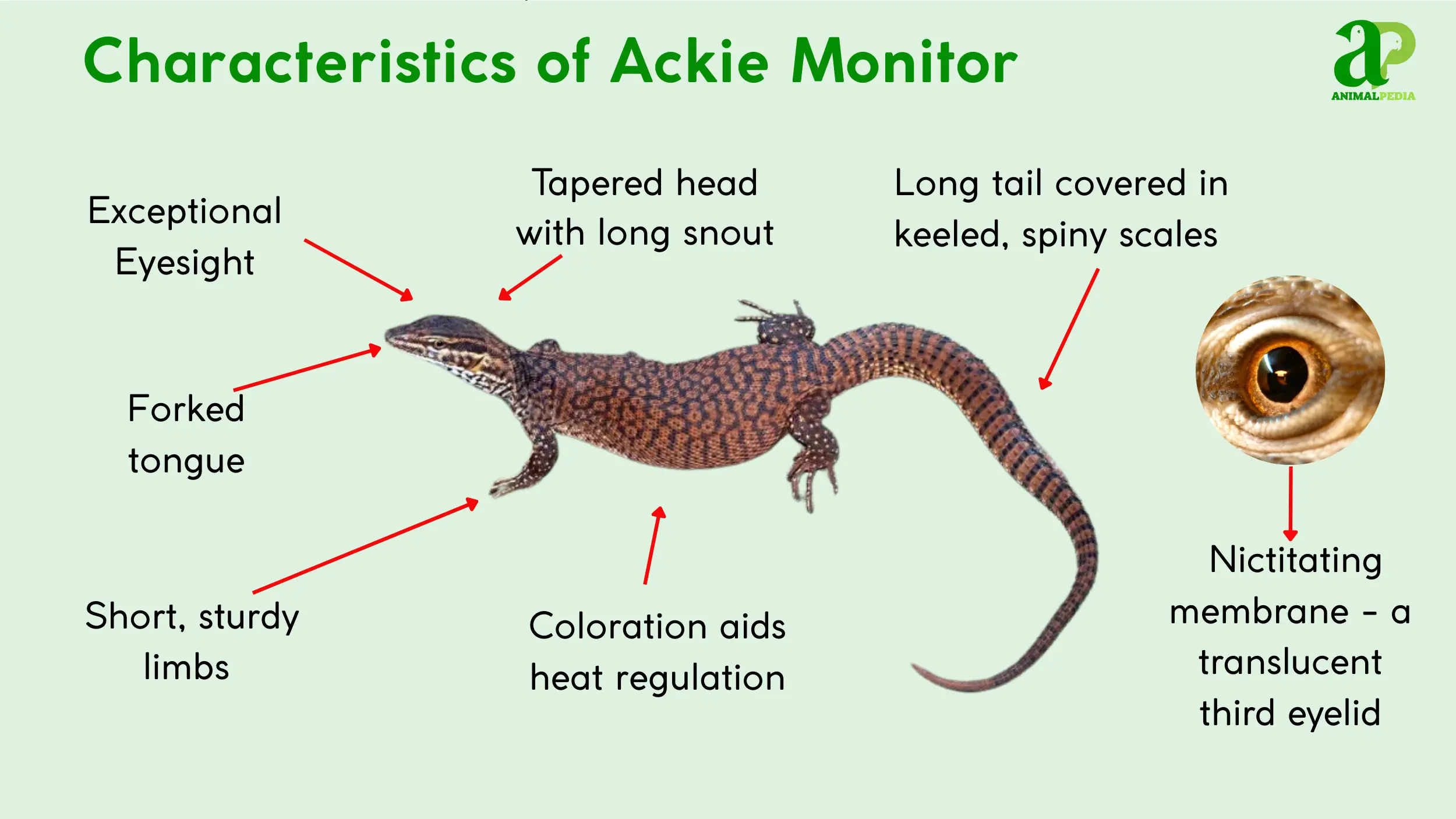characteristics of ackie monitor