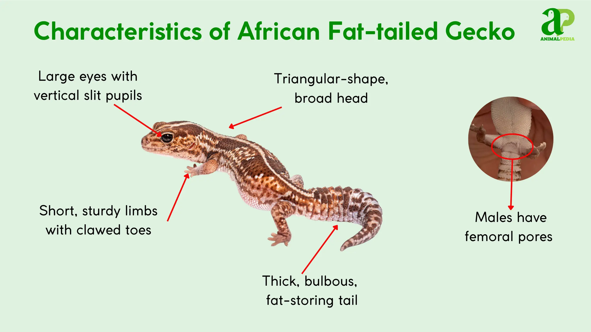 characteristics of african fat tailed gecko