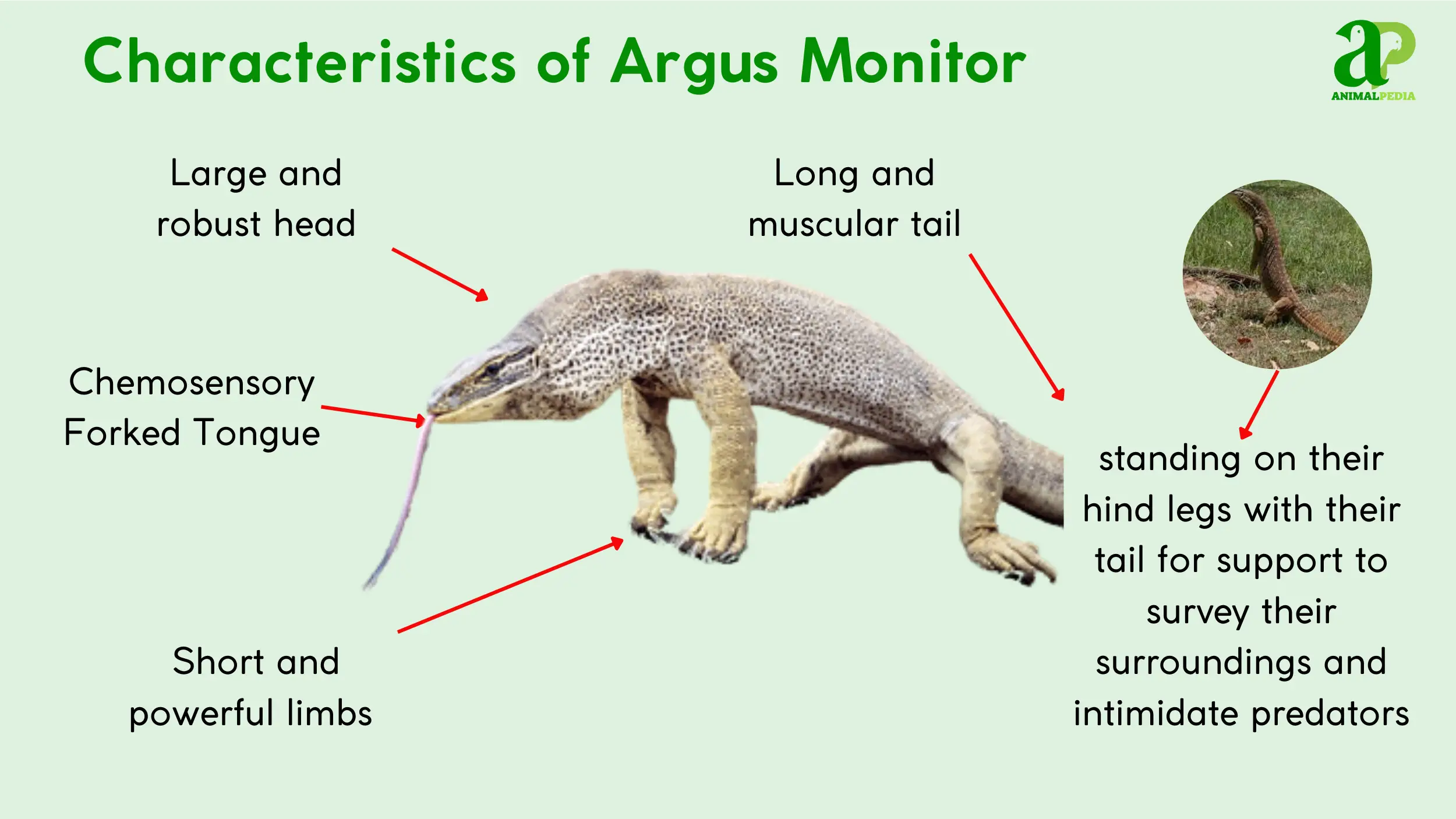 characteristics of argus monitor
