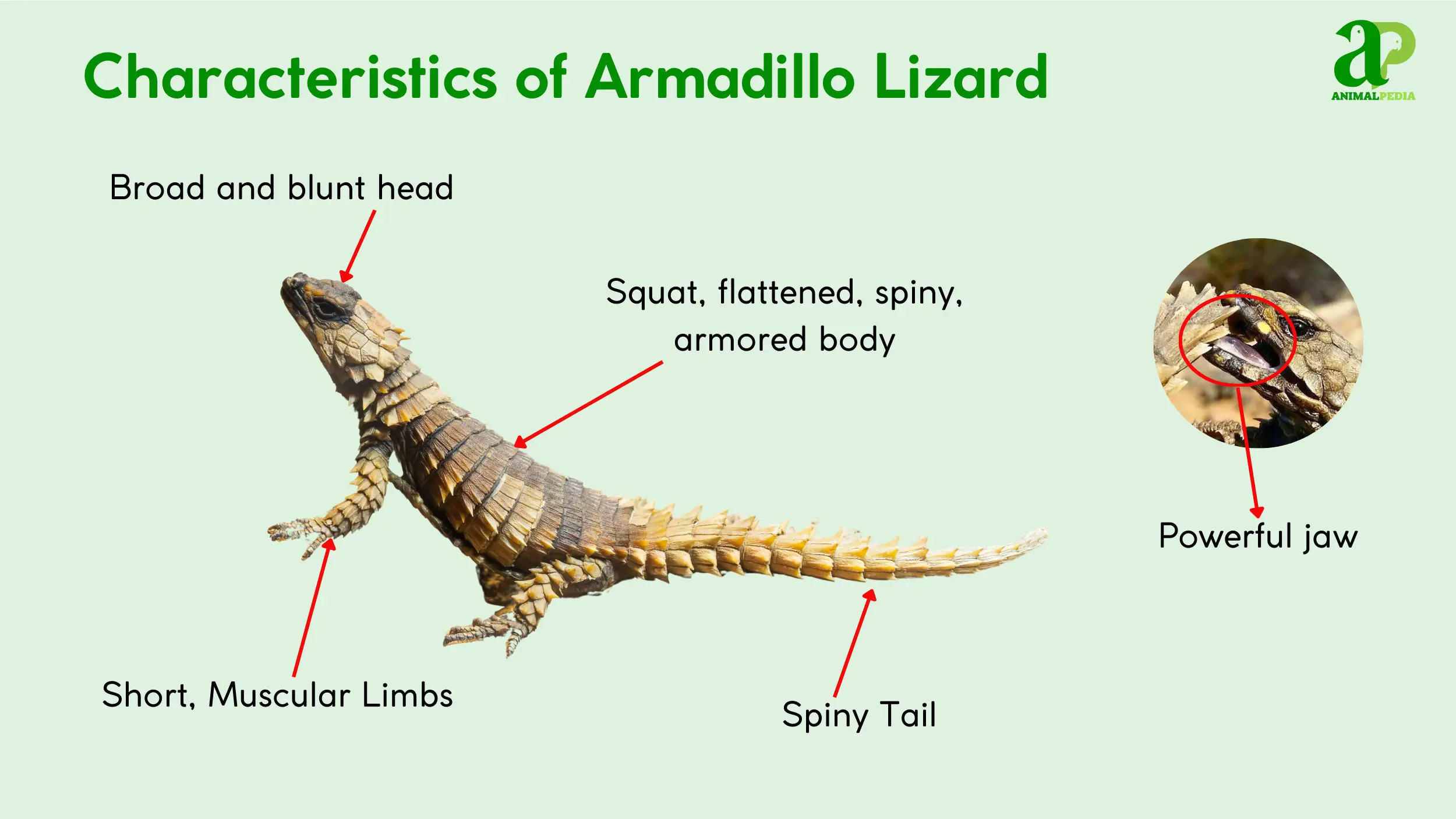 characteristics of armadillo lizard