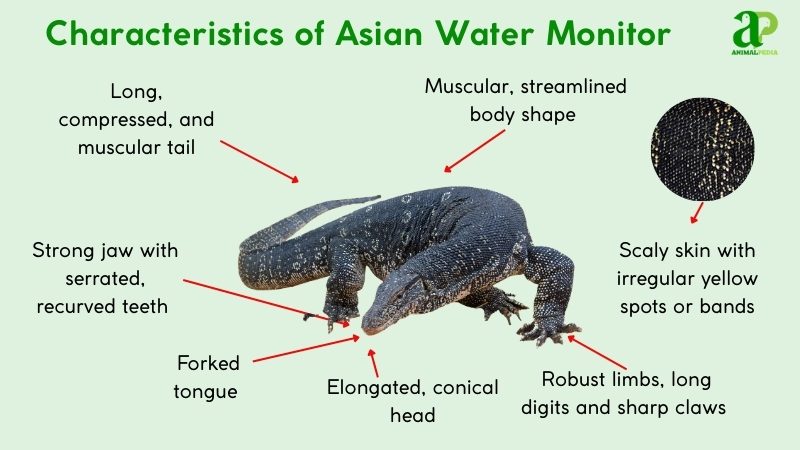 characteristics of asian water monitor
