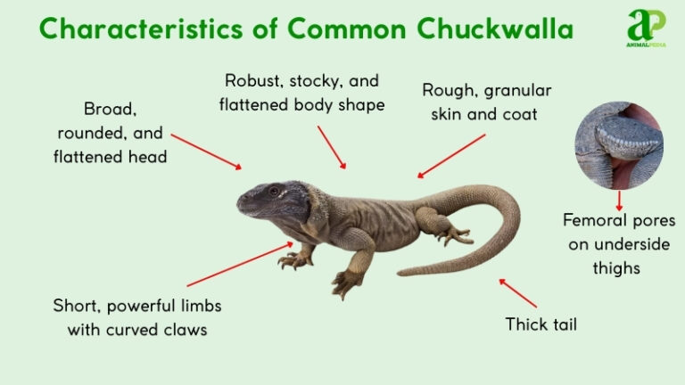 Common Chuckwalla: Characteristics, habitat, behavior, and facts