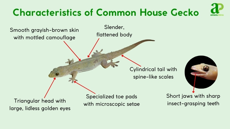characteristics of common house gecko
