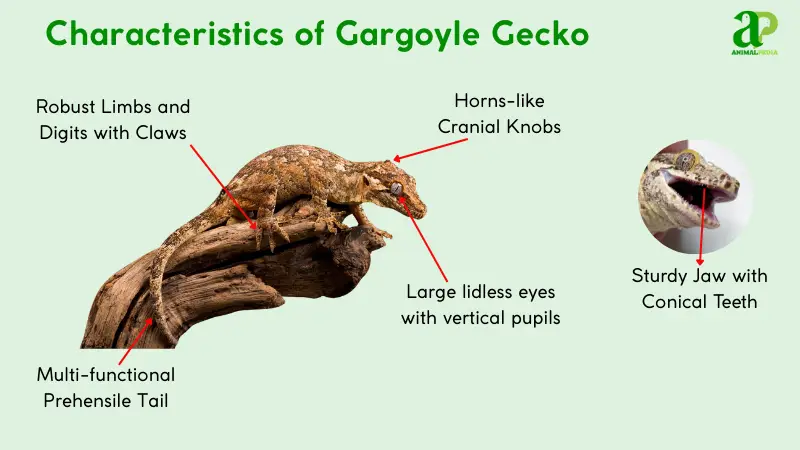 characteristics of gargoyle gecko