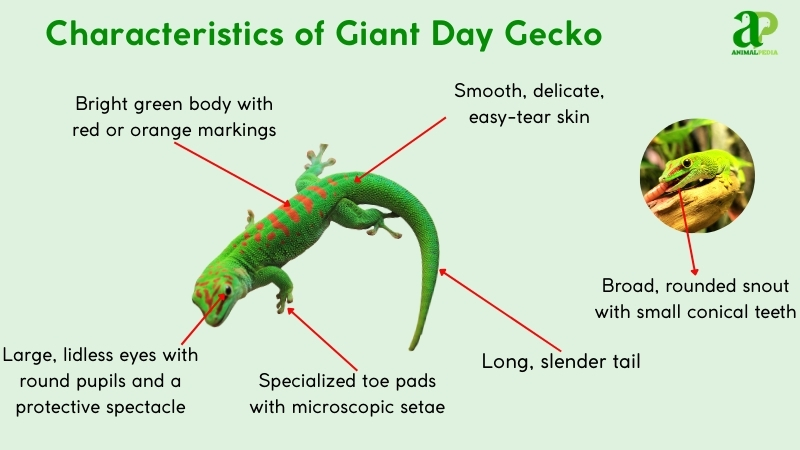 characteristics of giant day gecko