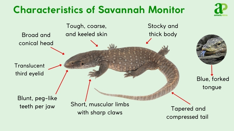characteristics of savannah monitor