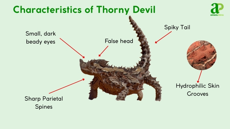characteristics of thorny devil