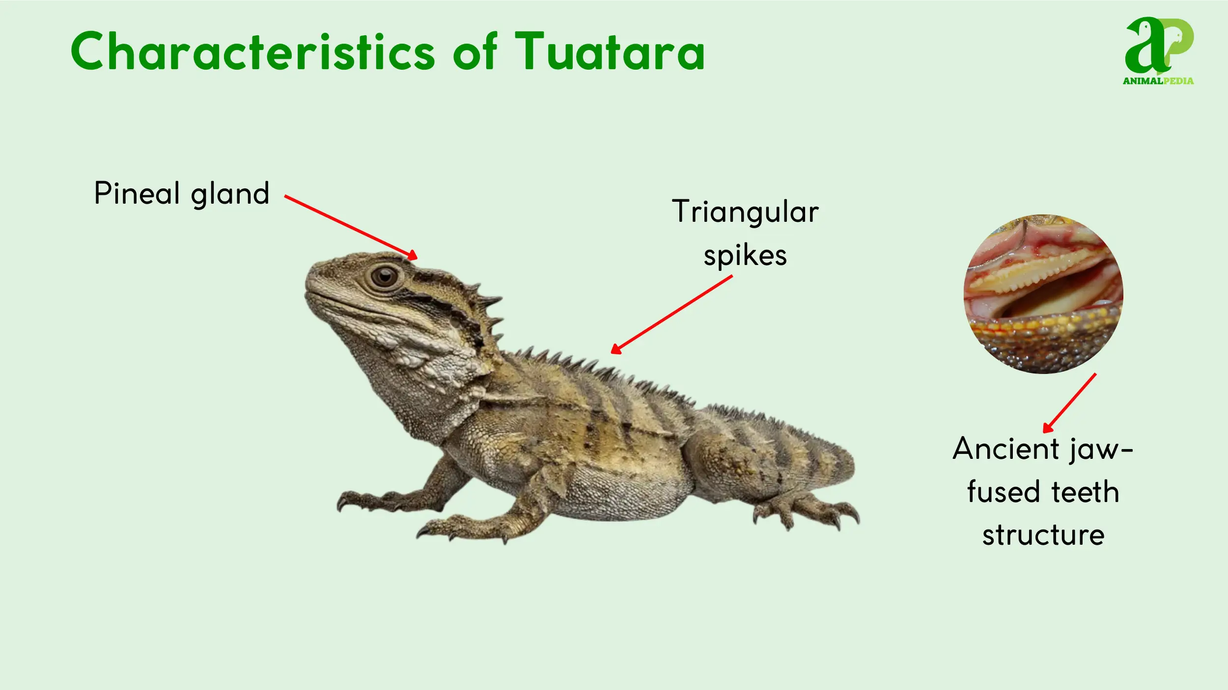 characteristics of tuatara
