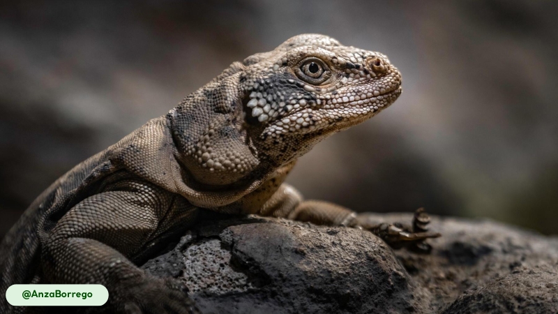Chuckwalla populations in urban preserves