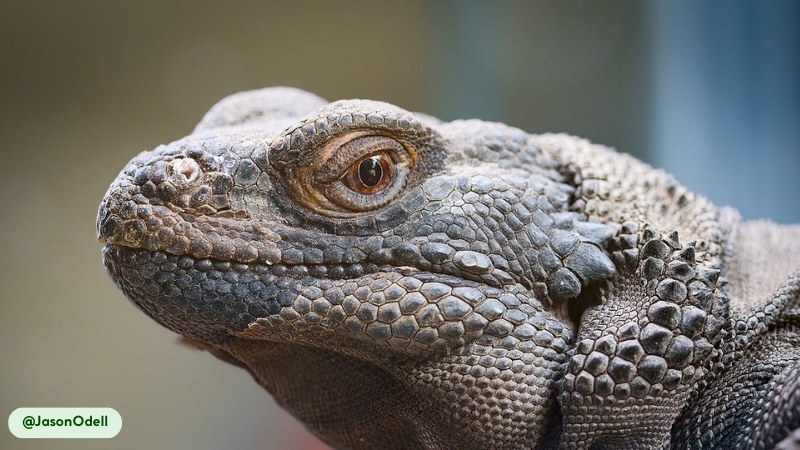 Chuckwallas possess specialized nasal glands