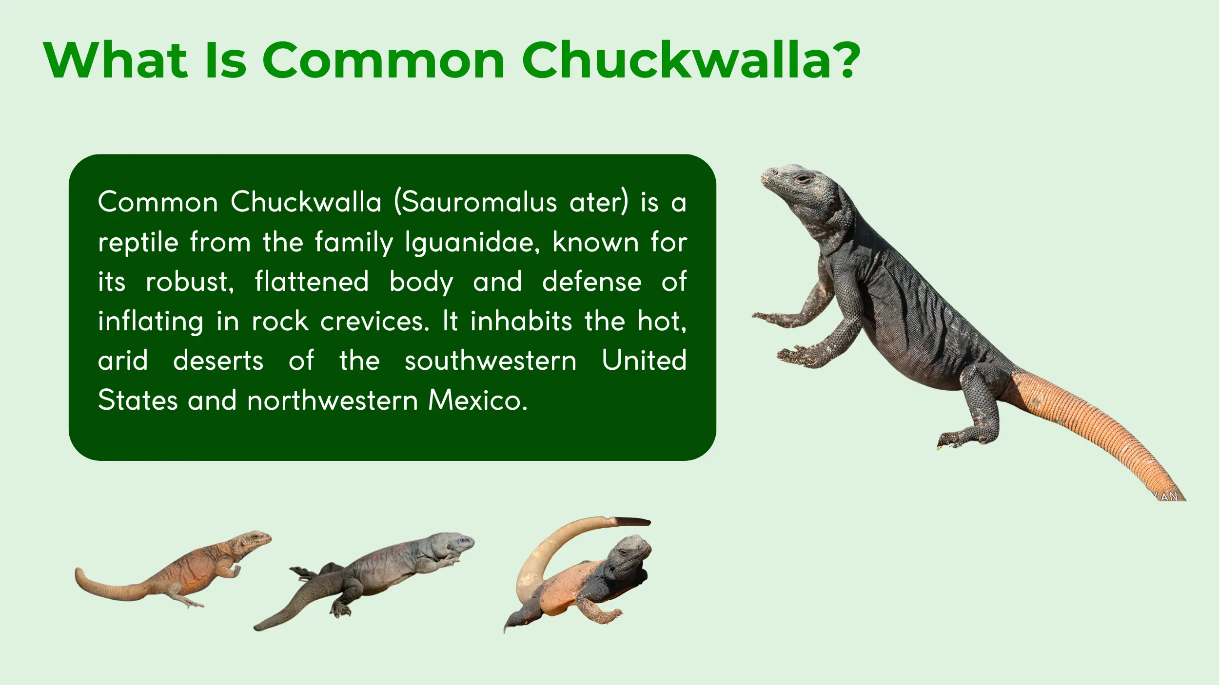 olive ridley sea turtle species guide